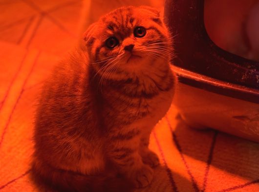 Türkiyenin En Güzel Ayı Surat Scottish Fold Bebekleri görsel
