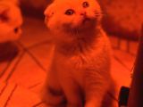 Türkiyenin En Güzel Ayı Surat Scottish Fold Bebekleri