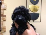 Mi̇ni̇ Si̇yah Toy Poodle Bebekler