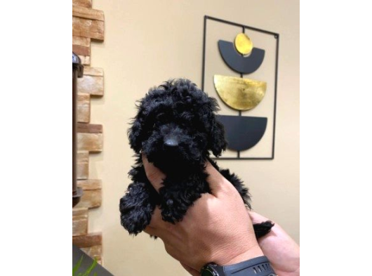 Mi̇ni̇ Si̇yah Toy Poodle Bebekler görsel