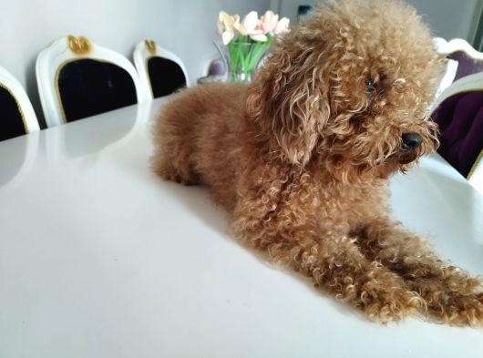 İki Buçuk Yaşında Safkan Red Dişi Poodle görsel