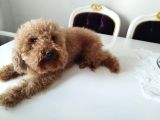 İki Buçuk Yaşında Safkan Red Dişi Poodle