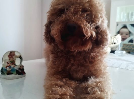 İki Buçuk Yaşında Safkan Red Dişi Poodle