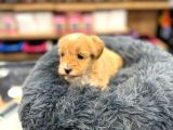 Orj Babyface Maltipoo Bebeklerimiz