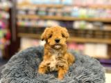 Orj Babyface Maltipoo Bebeklerimiz