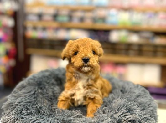 Orj Babyface Maltipoo Bebeklerimiz görsel