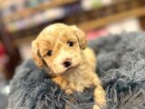 Orj Babyface Maltipoo Bebeklerimiz
