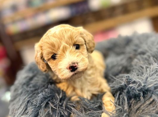 Orj Babyface Maltipoo Bebeklerimiz