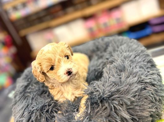 Orj Babyface Maltipoo Bebeklerimiz görsel