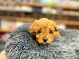 Orj Babyface Maltipoo Bebeklerimiz