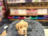 Orj Babyface Maltipoo Bebeklerimiz