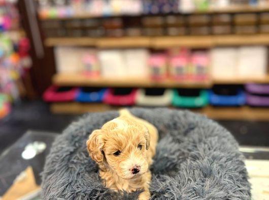 Orj Babyface Maltipoo Bebeklerimiz görsel