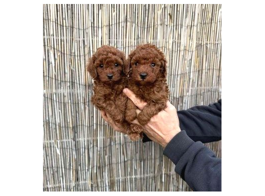 Toy Poodle Yavrularimiz