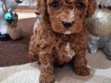 Toy Poodle Yavrularimiz