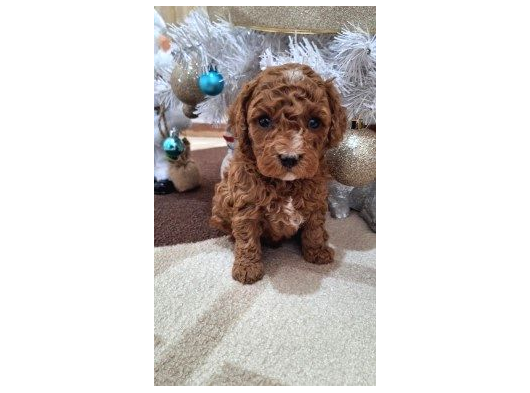 Toy Poodle Yavrularimiz görsel
