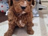 Toy Poodle Yavrularimiz