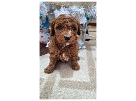 Toy Poodle Yavrularimiz görsel