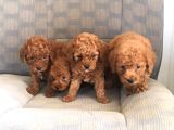 Muhteşem Red Poodle Bebeklerimiz Teni Yuvalarına Hazır
