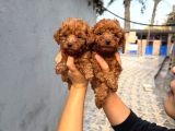 Efsane Toy Poodle Yavrularımız Sızın Içın