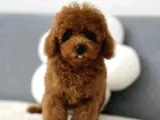 Aşıları Tam Teslime Hazır Orjinal Toypoodle