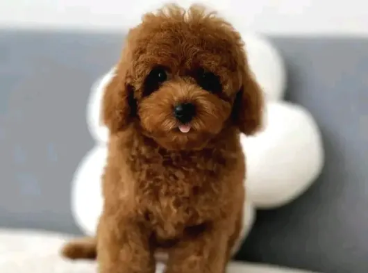 Aşıları Tam Teslime Hazır Orjinal Toypoodle görsel