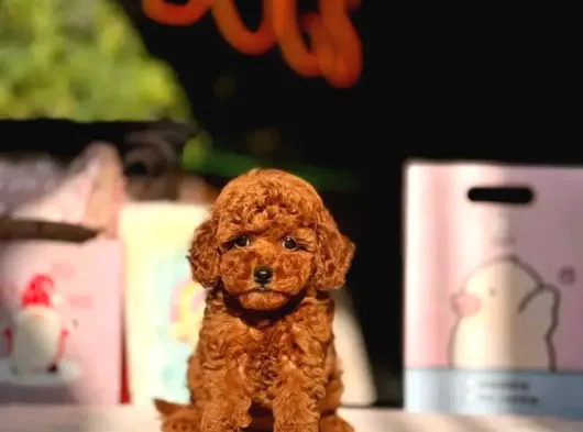 Aşıları Tam Teslime Hazır Orjinal Toypoodle