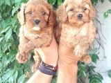 Maltipoo Yavrulari Mama Ve Malzeme Kampanyali