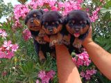 Koca Kafa Rotweiler
