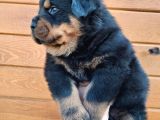 Koca Kafa Rotweiler