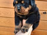 Koca Kafa Rotweiler