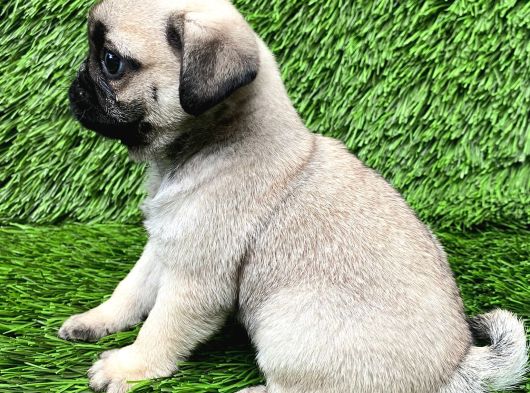 A Kalite Pug Mobs görsel