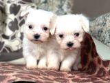 Teacup Maltese Terier