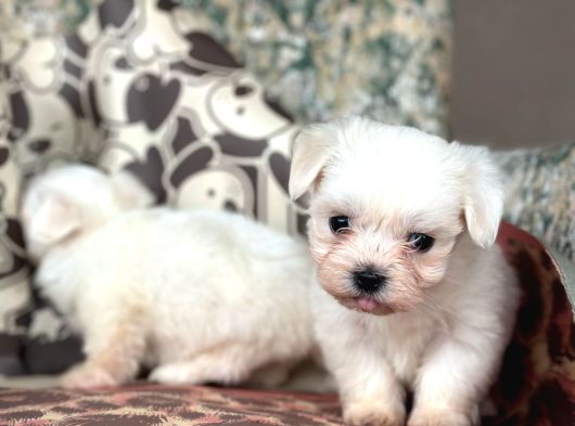 Teacup Maltese Terier görsel