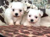 Teacup Maltese Terier