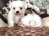 Teacup maltese terier