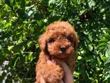Teacup poodle yavrular