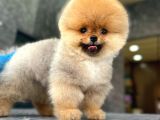 Ayı Surat Pomeranian Boo