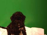 MÜKEMMEL SİYAH TOY POODLE YAVRULARIMIZ