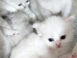 Skodiş Silver Long Ve Sort Yavrularım