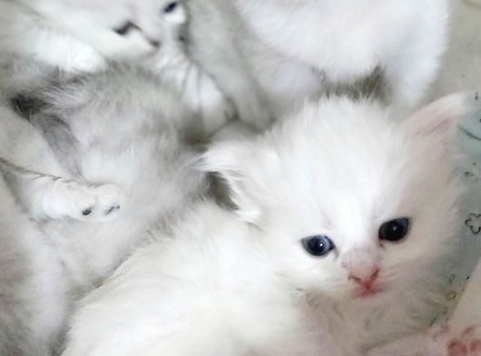 Skodiş Silver Long Ve Sort Yavrularım görsel