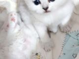 Skodiş Silver Long Ve Sort Yavrularım
