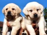 Safkan A Kalite Labrador Bebekler