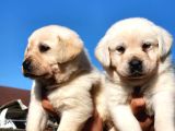 Safkan A Kalite Labrador Bebekler
