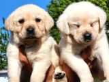 Safkan A Kalite Labrador Bebekler