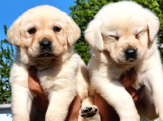 Safkan A Kalite Labrador Bebekler görsel