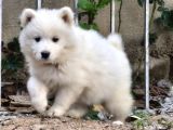 Karbeyaz A Kalite Samoyed Yavrular