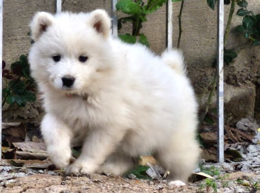 Karbeyaz A Kalite Samoyed Yavrular görsel