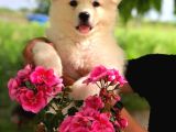 Karbeyaz A Kalite Samoyed Yavrular