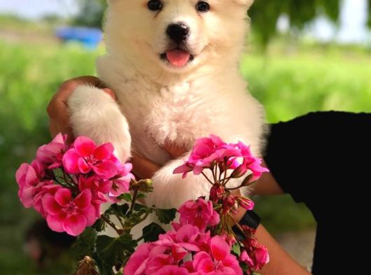 Karbeyaz A Kalite Samoyed Yavrular görsel