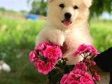 Karbeyaz A Kalite Samoyed Yavrular
